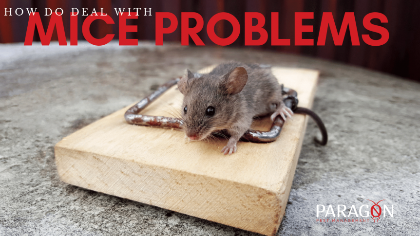 https://www.paragonpest.com.au/wp-content/uploads/2019/08/mice-problem-862x485.png