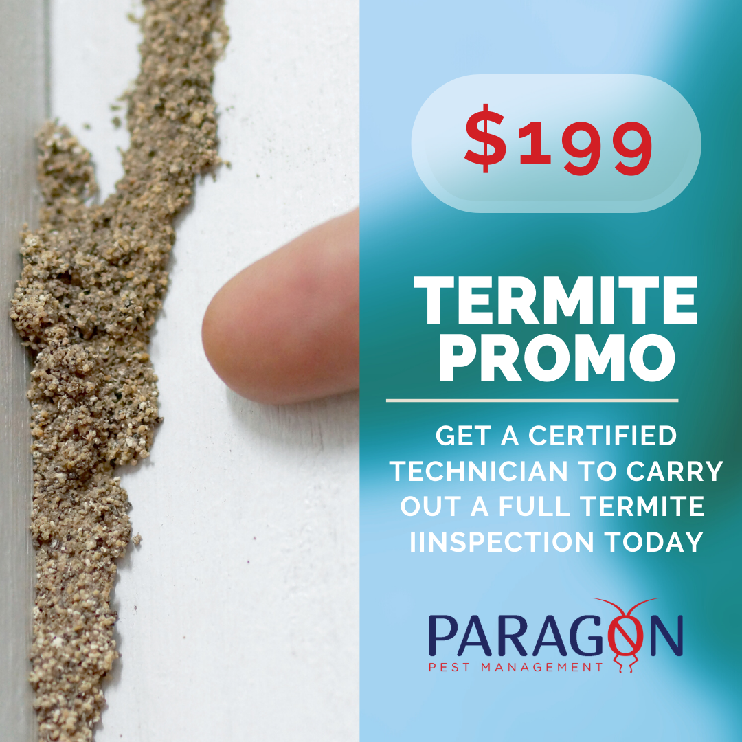 https://www.paragonpest.com.au/wp-content/uploads/2019/12/Copy-of-Did-you-know-termites-forage-all-year-round..png